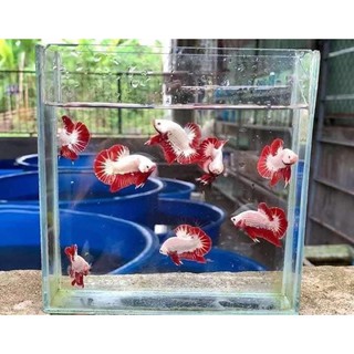 BETTA RỒNG ĐỎ