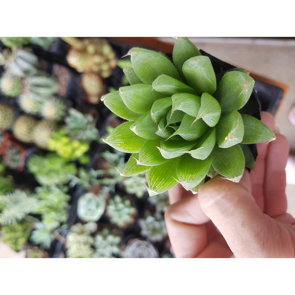 Sen đá ngọc, Haworthia Cooperi, guốc (Đọc mô tả)