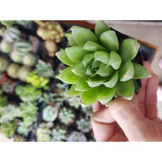 Sen đá ngọc, Haworthia Cooperi, guốc (Đọc mô tả)