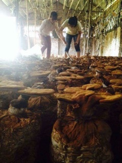 Cám gạo linh chi