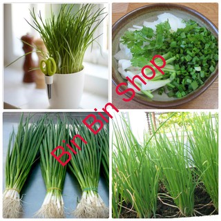 Hạt giống Hành Hương Xanh ( Gia vị Ngon Bổ Rẻ )- 5gr
