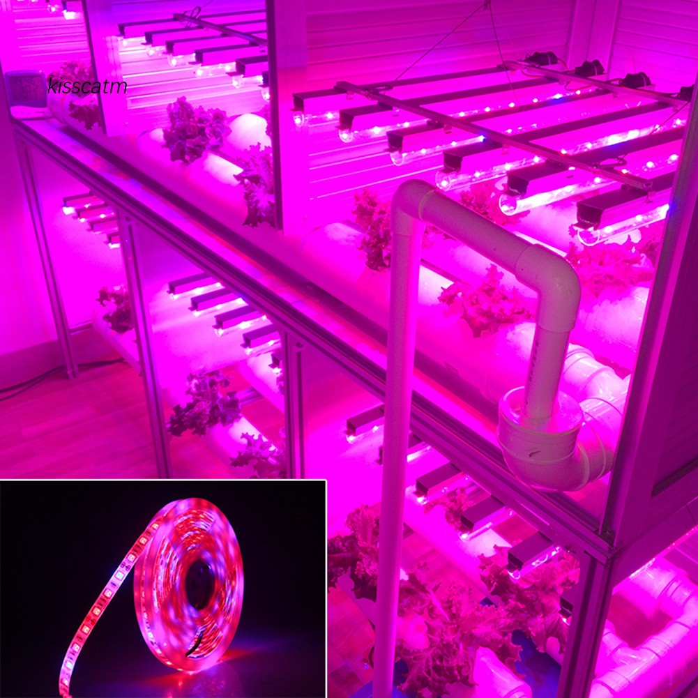 Dây đèn LED tăng trưởng cây trồng quang phổ toàn phần 5m 300 LED 5050 SMD