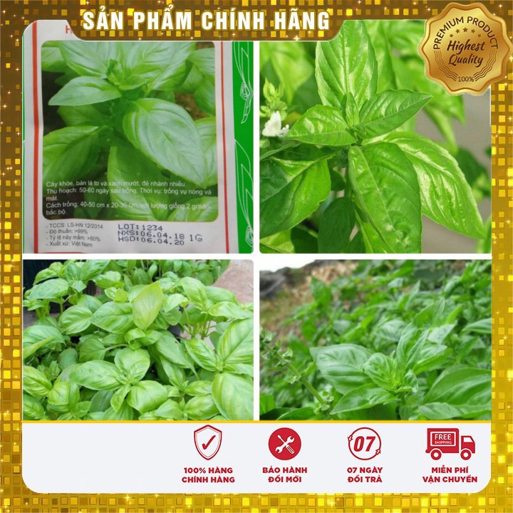 Hạt giống rau húng tây - 1gr