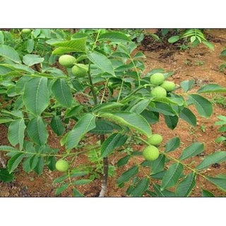 Cây sấu giống