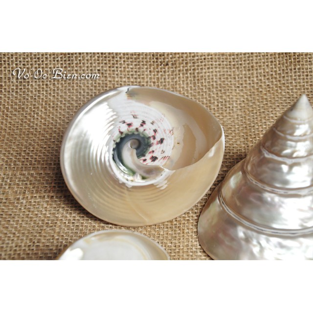 Vỏ ốc biển nón đen xà cừ