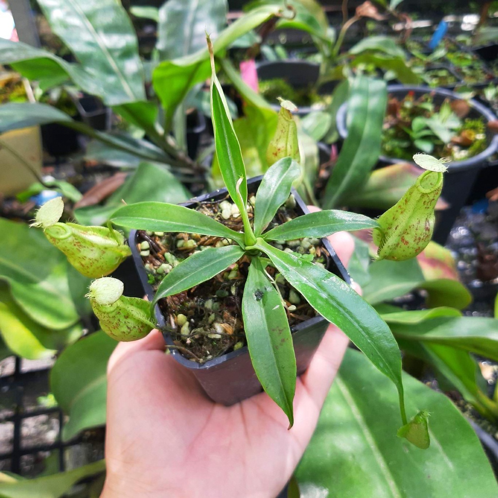 Cây nắp ấm N. rafflesiana