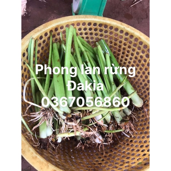 10 bầu cây môn lấy ngó ko ngứa cây mùng