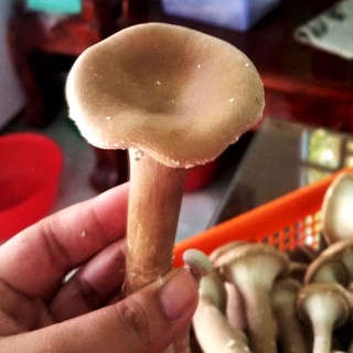 Nấm Chân Dài (Nấm Bụng Lợn) 500gr