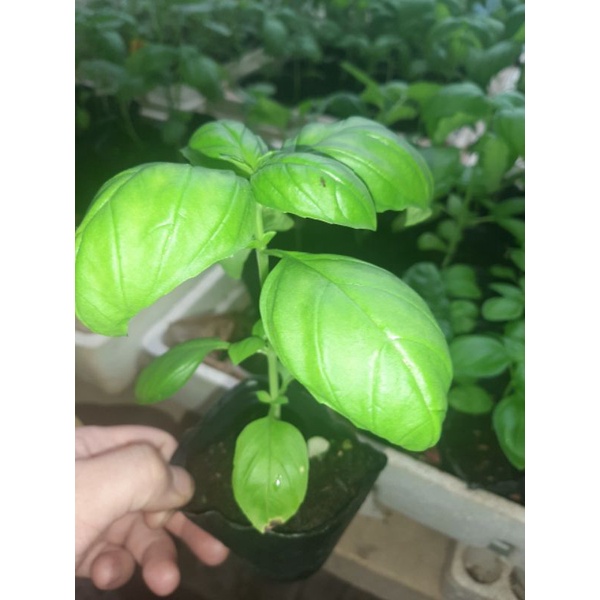 Cây giống húng tây