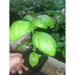 Cây giống húng tây