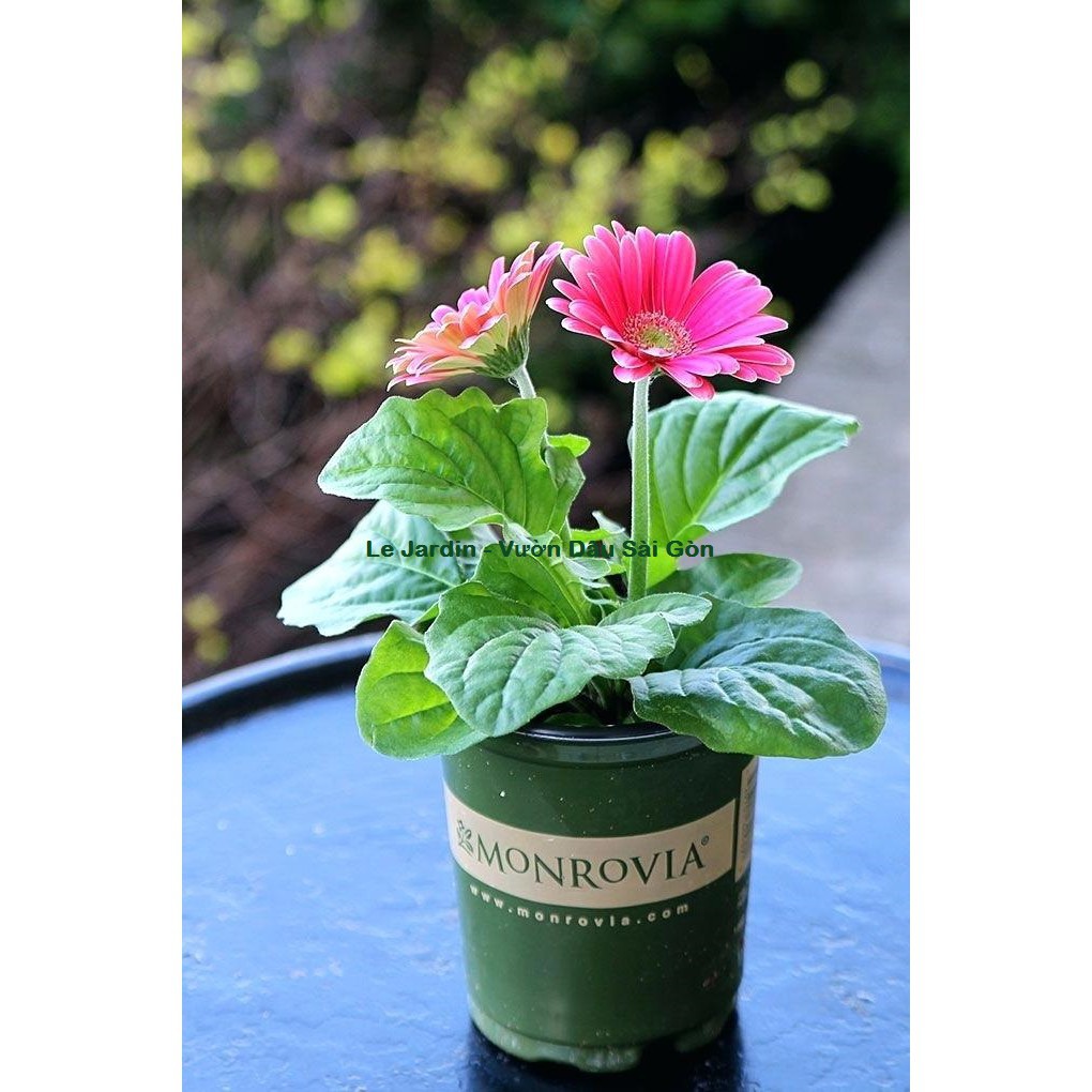 Bán Phân Hữu Cơ Viên Nén Cao Cấp - Agrimartin loại 1Kg  hàng chuẩn, nhập khẩu và phân phối.