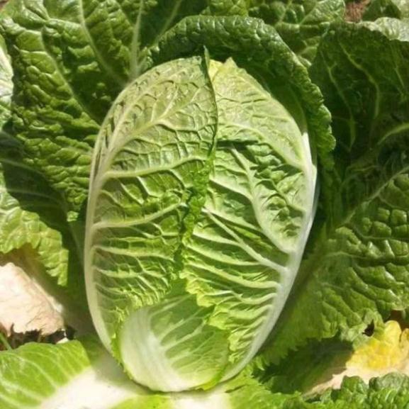 HẠT GIỐNG CẢI THẢO F1 GOKI 70 - bắp cải thảo - cải làm kim chi GÓI 10 GRAM