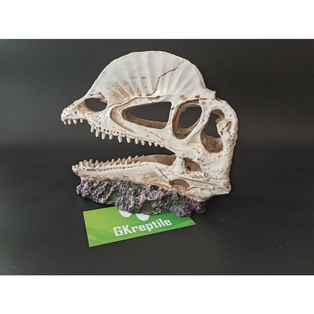 Mô hình trang trí sọ khủng long cho chuồng nuôi