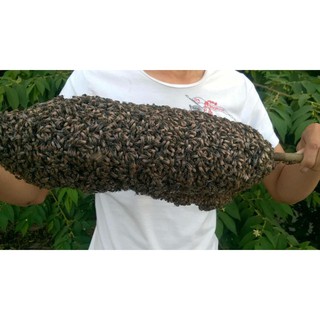 MẬT ONG RỪNG