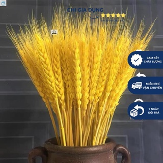 Bông hoa lúa mạch khô 100 bông 1 bó