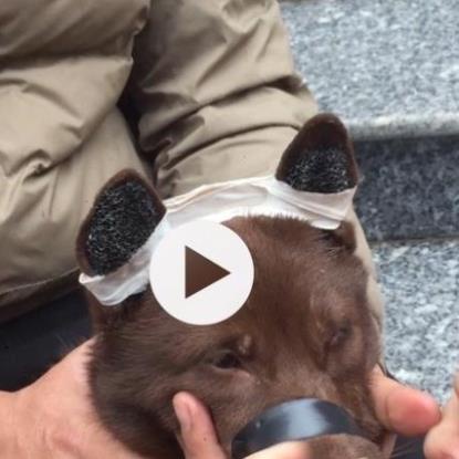 Bộ dán tai, nẹp tai, dựng tai,hỗ trợ lên tai cho mọi giống chó