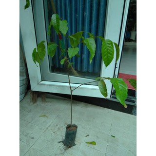 Cây sao đen, chiều cao từ 50cm (FreeShip)