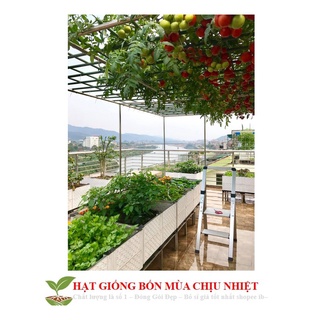 Cà chua bạch tuộc 10 hạt