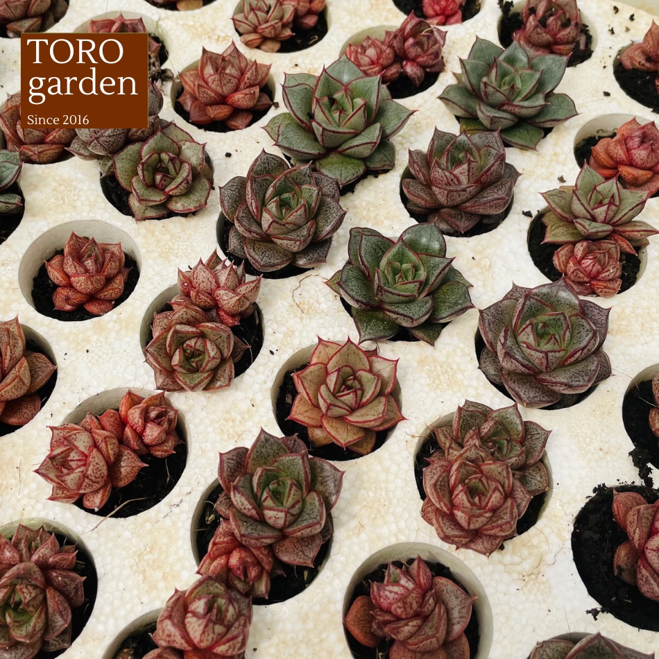 Sen đá hoa hồng đen Đà Lạt size mini cây cảnh trang trí nhà cửa Toro garden