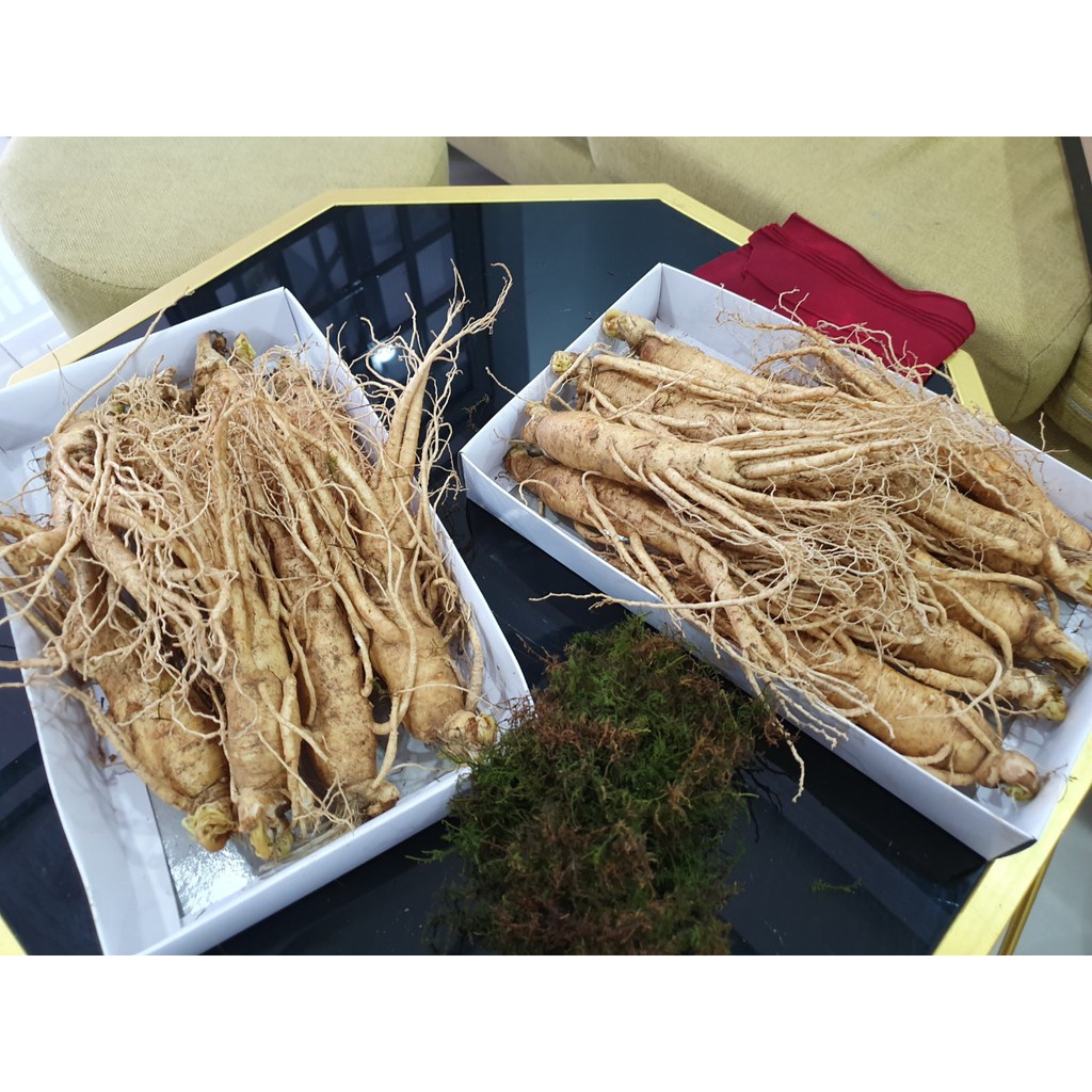 NHÂN SÂM TƯƠI HÀN QUỐC giá chỉ 170.000đ/1 củ | BigBuy360 - bigbuy360.vn