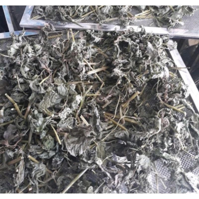 Cây Tía Tô Khô 500g