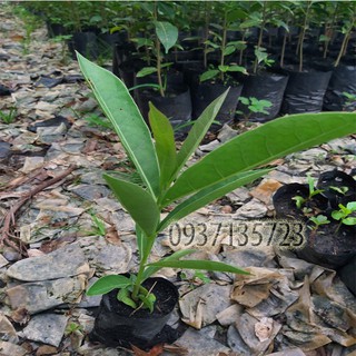 combo 5 cây giống chuông vàng ( cây giống )