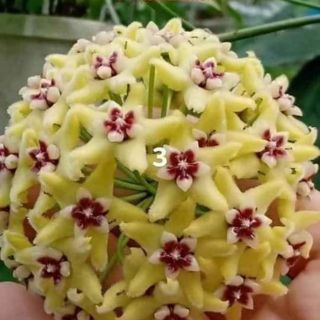 Lan cẩm cù các màu