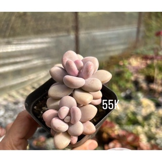 Sen đá sỏi hồng