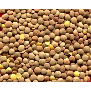 500g đậu lăng xanh nguyên hạt