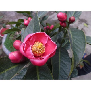Cây giống hoa hải đường combo 2 cây
