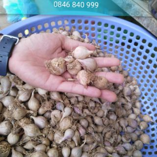 [500g Tỏi cô đơn] Đặc sản Sơn La