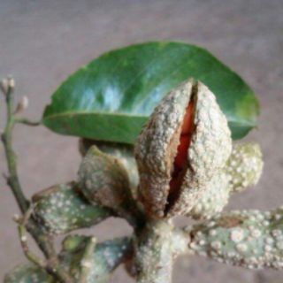 Hạt dổi + hạt mắc khén