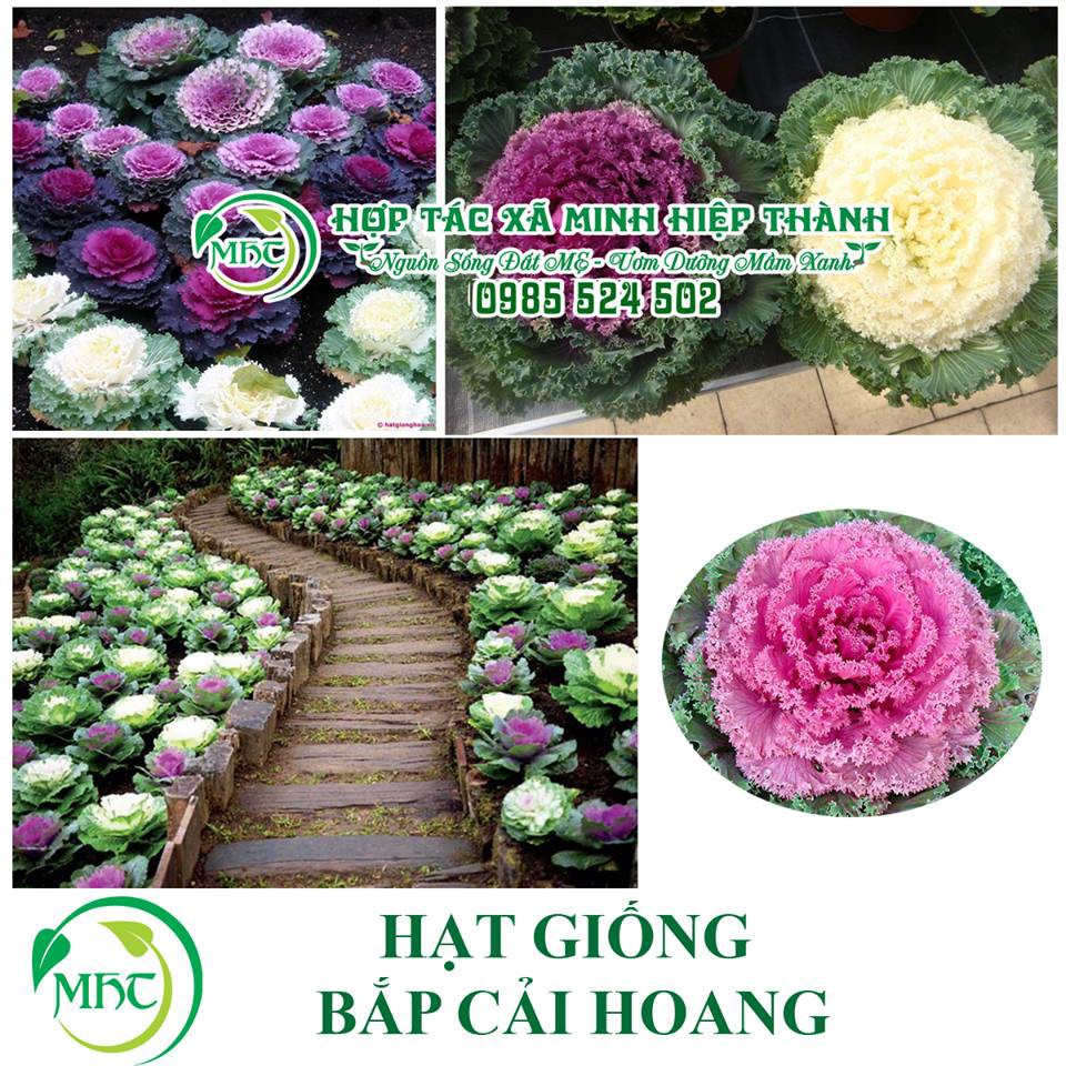 Hạt giống hoa cải bắp hoang