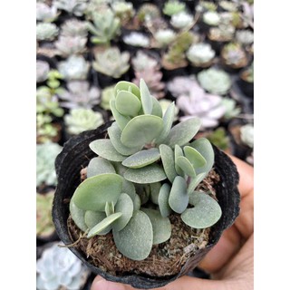 Sen cánh bướm mini