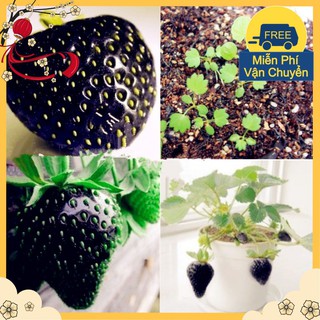 Hạt Giống Dâu Tây Đen - 50 Hạt <://:>