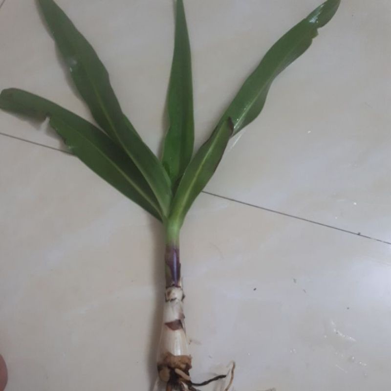 Giống cây hoa đại tướng quân, Giống Cây lá Láng