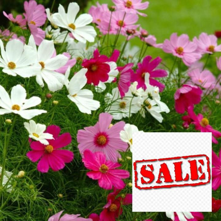 Bộ gói 100 hạt giống hoa cúc cánh bướm SALE