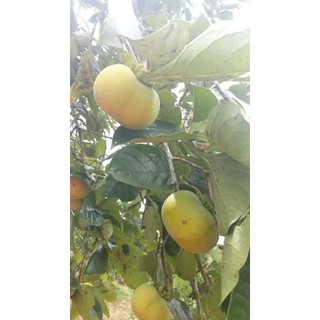 cây hồng giòn nhật bản