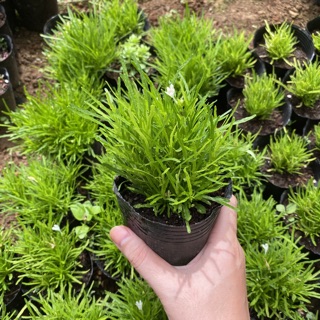 Cây cỏ mây