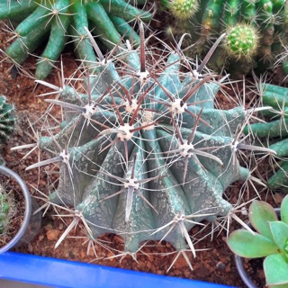 Xương rồng nanh heo size to