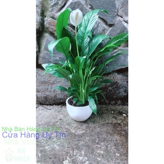 Chậu cây lan ý nhiều hoa
