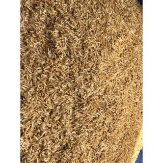 Vỏ trấu - gói 1kg