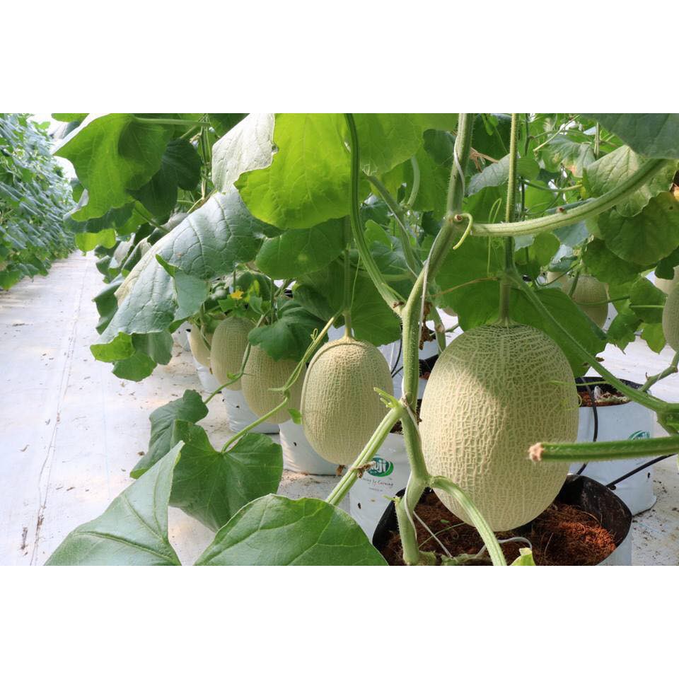 HẠT GIỐNG DƯA LƯỚI AB