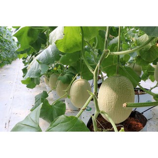 HẠT GIỐNG DƯA LƯỚI AB