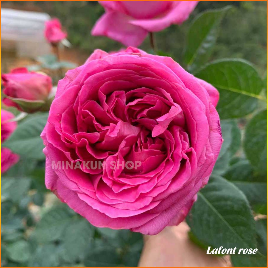 Cây hoa hồng  Lafont - Cây nguyên bản trưởng thành đang nụ và hoa cao 60-70cm ( Ảnh thật)