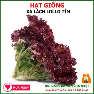 2 gram hạt giống xà lách lollo rossa tím