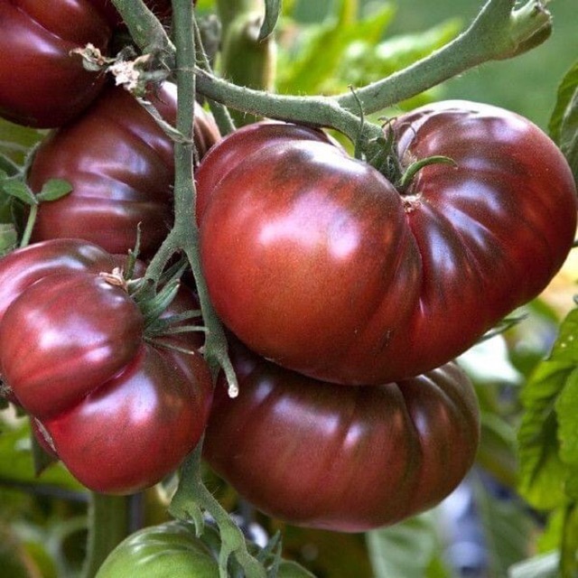Hạt giống cà chua khổng lồ Socola Black Krim