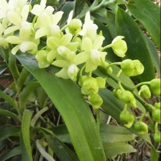 Hoa phong lan - combo 3 cây quế tháng 8 hòa bình