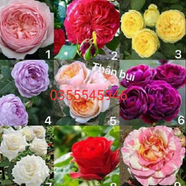 Cây Hoa hồng ngoại các màu