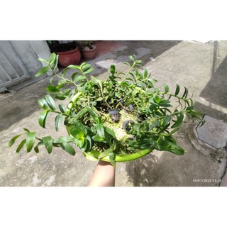 Phi điệp tím giống giá rẻ